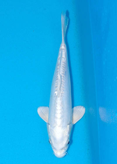 31cm Doitsu Platinum (Byer Koi Farm) REF - OCT072