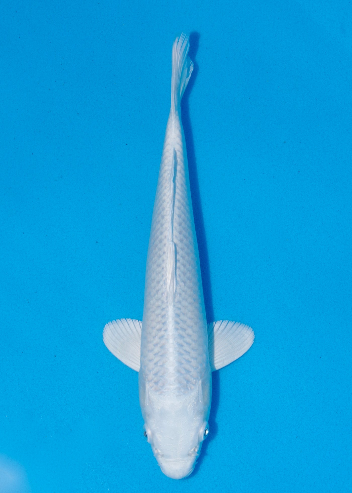 29.5cm Platinum (Tanaka) REF - OCT073