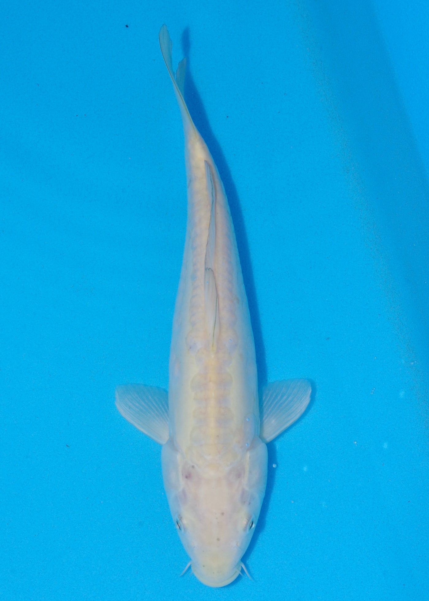 33cm Doitsu Karashigoi (Yamasan) REF - OCT074