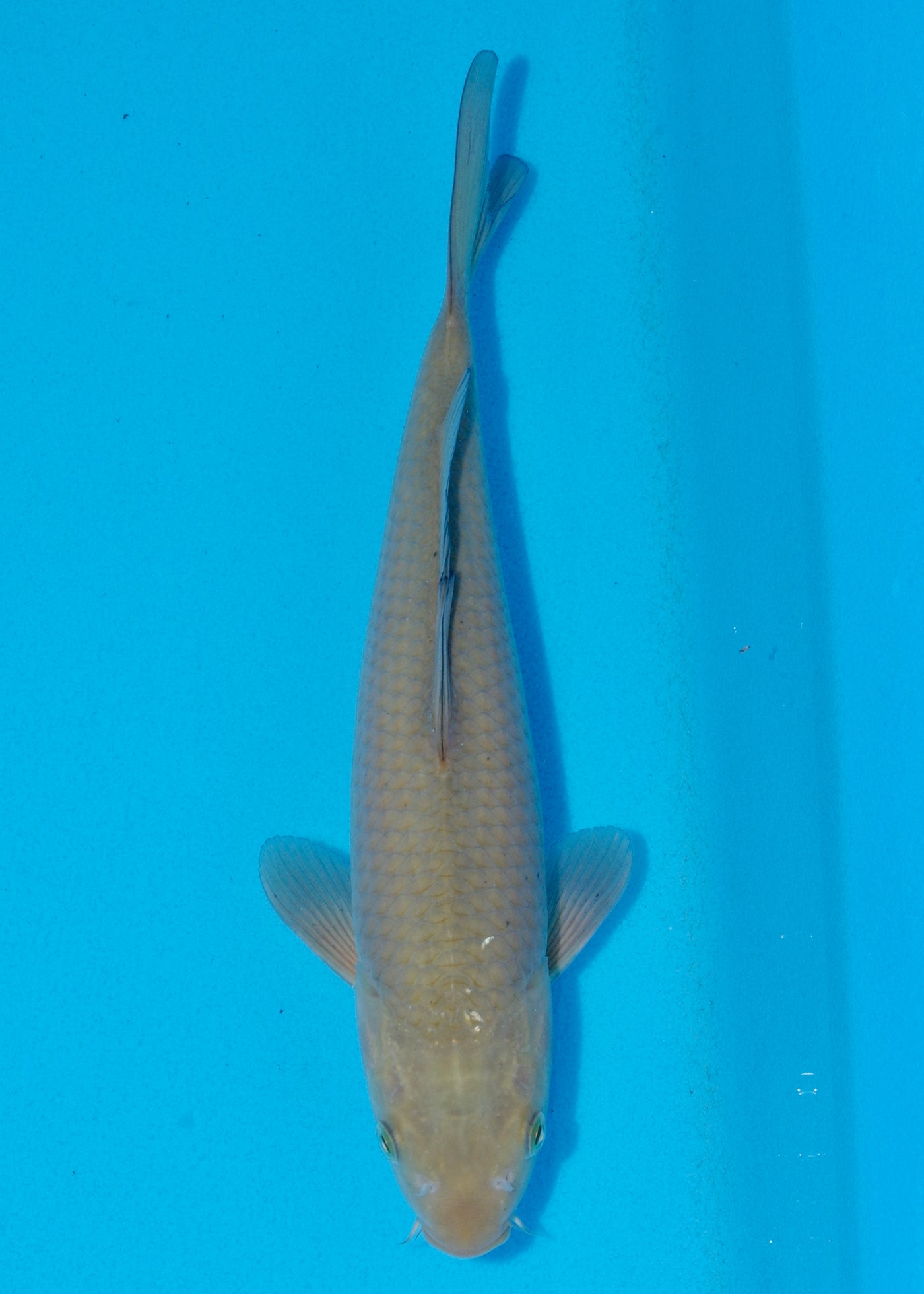 30cm Chagoi (Marudo) REF - OCT075