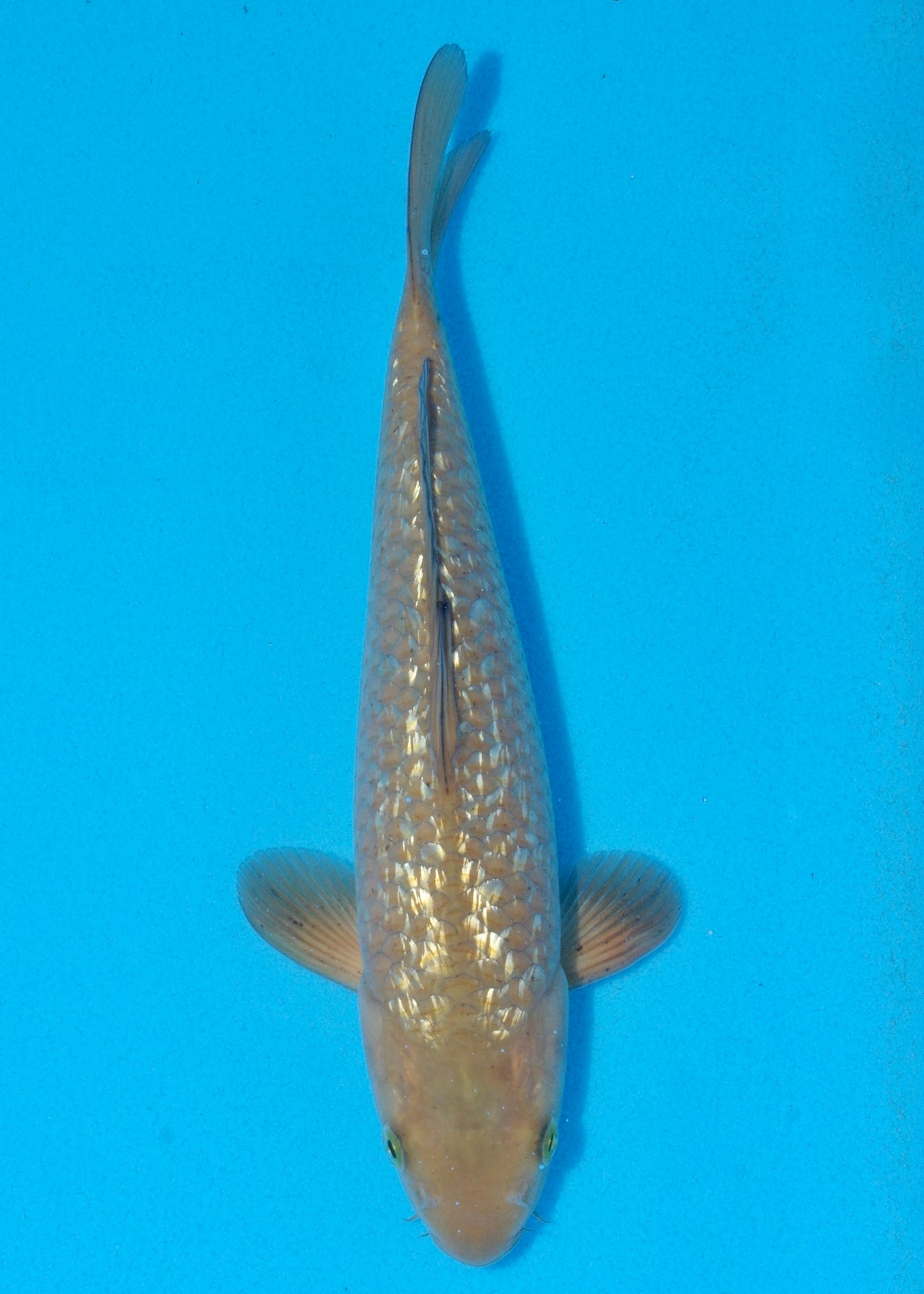 26cm Ginrin Chagoi (Marudo) REF - OCT076