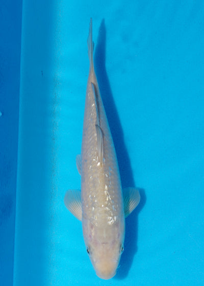 27cm Ginrin Chagoi (Marudo) REF - OCT077