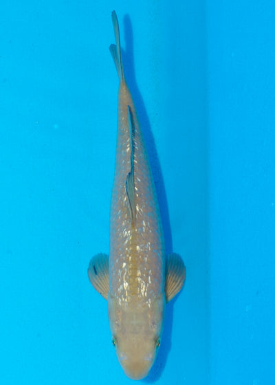 29cm Ginrin Chagoi (Marudo) REF - OCT078