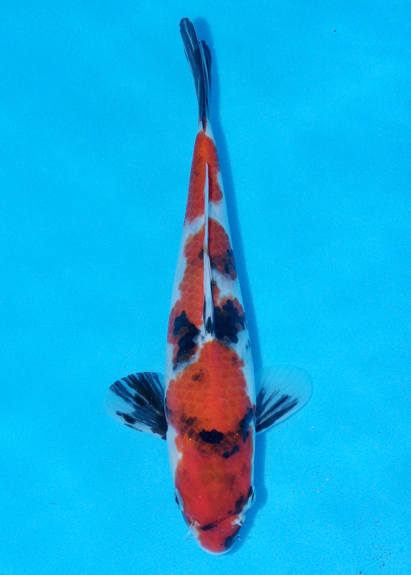 25cm Showa (Sekiguchi) REF - OCT079