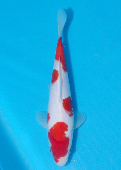 25cm Kohaku (Byer Koi Farm) REF - JUN07