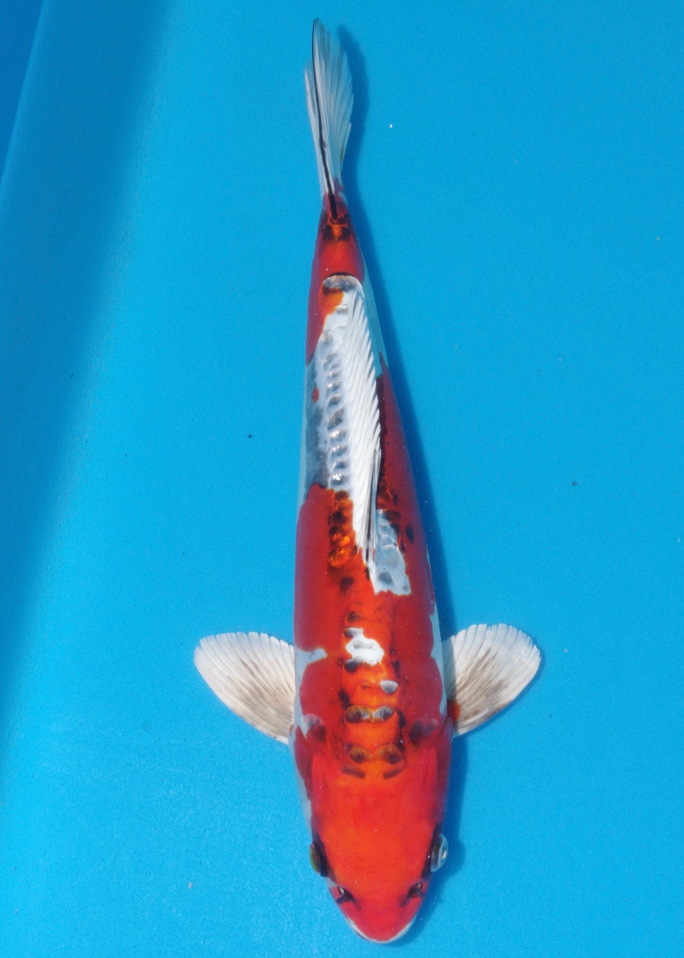 37cm Beni Kikokuryu (Kaneko) REF - OCT006