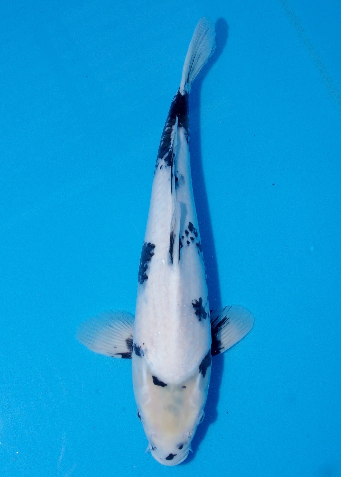 42cm Shiro Utsuri (Kaneko) REF - JUN64