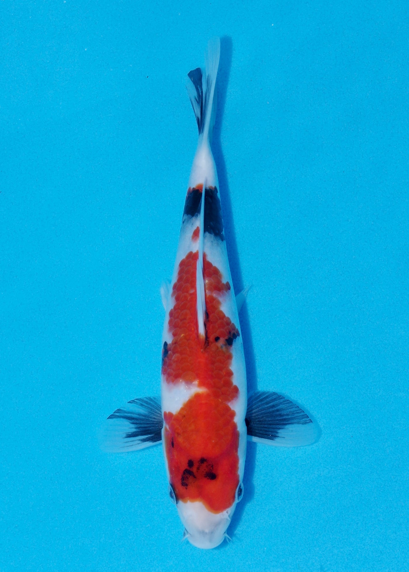 27cm Showa (Sekiguchi) REF - OCT080