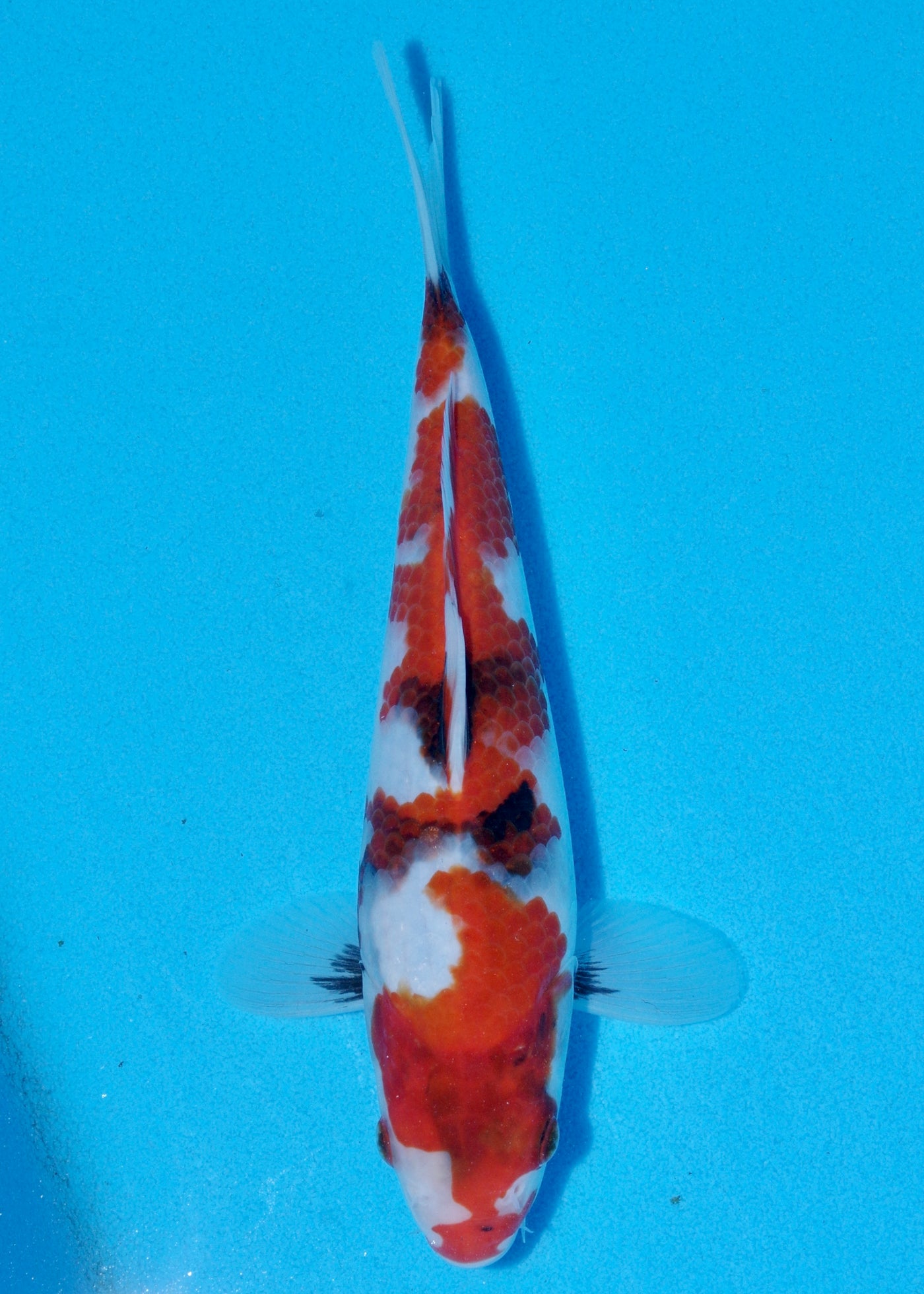 26cm Showa (Sekiguchi) REF - OCT081