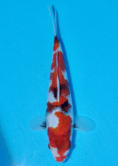 26cm Showa (Sekiguchi) REF - OCT081