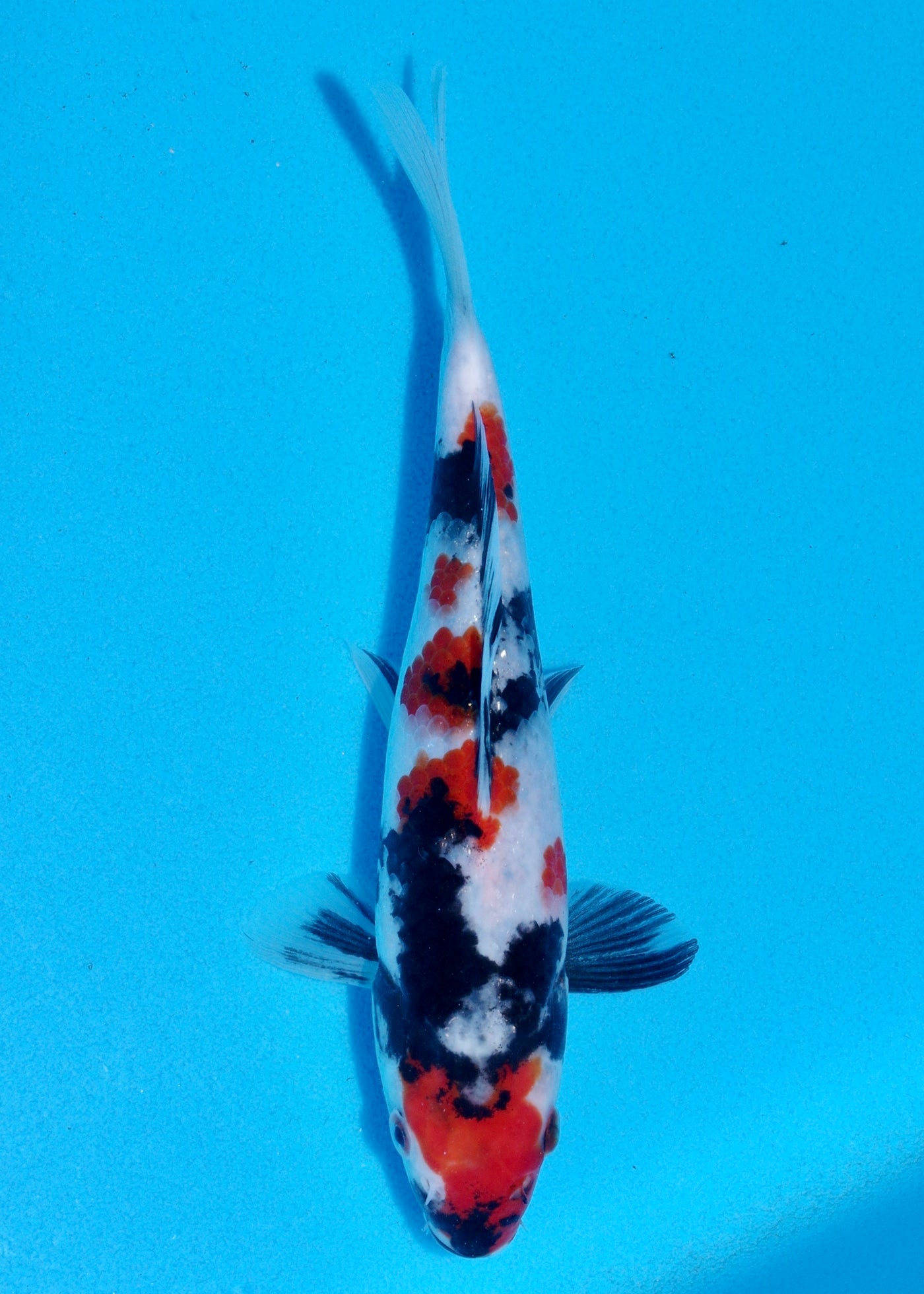 24cm Showa (Sekiguchi) REF - OCT083