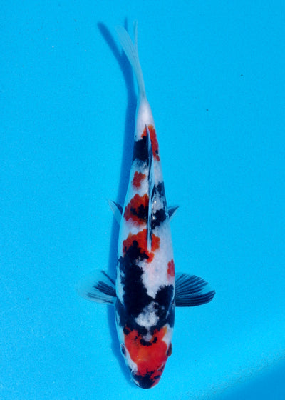 24cm Showa (Sekiguchi) REF - OCT083