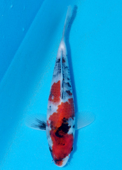 23cm Showa (Sekiguchi) REF - OCT084