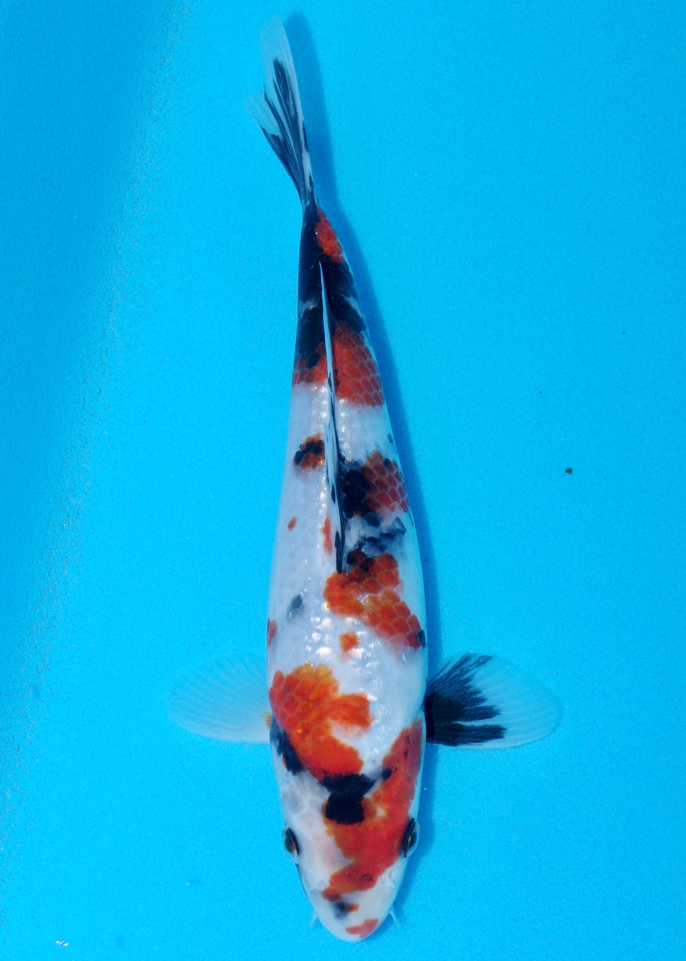 26cm Showa (Sekiguchi) REF - OCT086