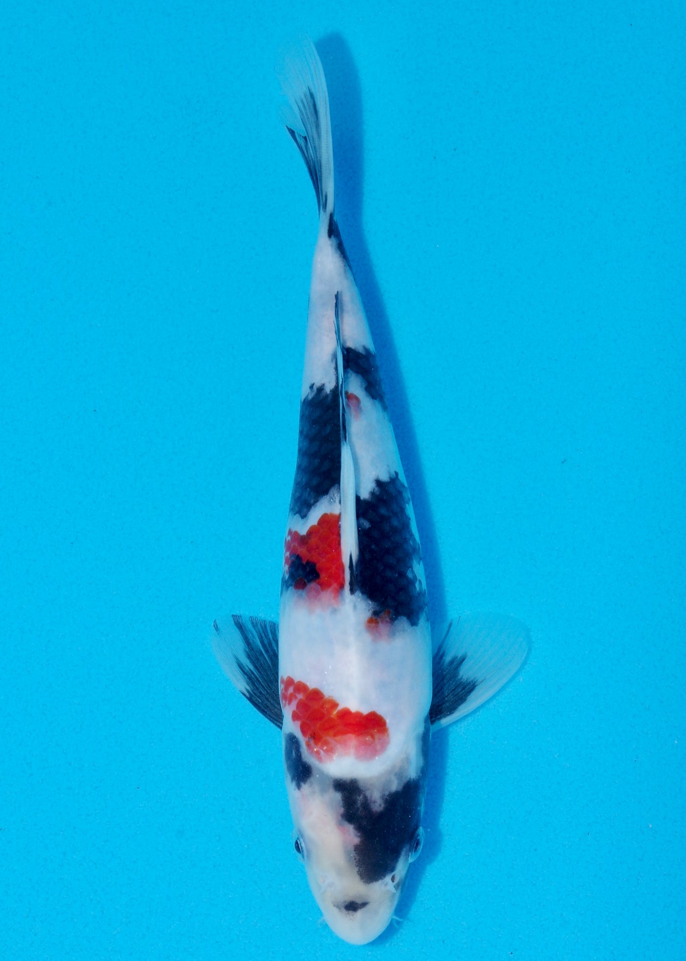 25cm Showa (Sekiguchi) REF - OCT087