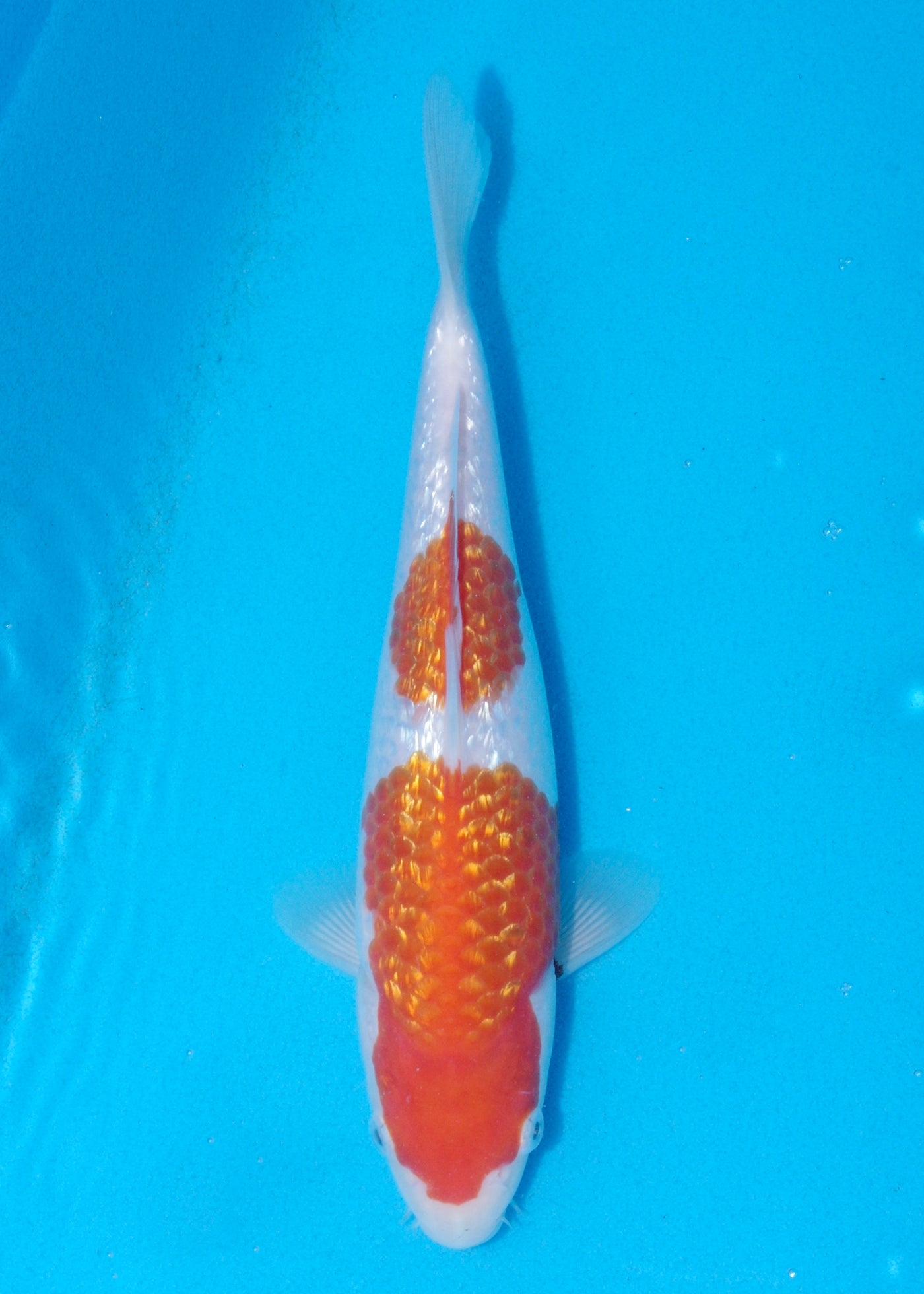 25cm Ginrin Kohaku (Marudo) REF - OCT088