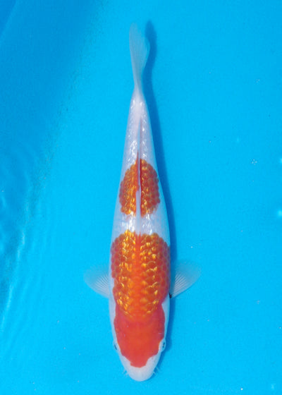 25cm Ginrin Kohaku (Marudo) REF - OCT088