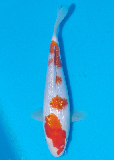 24cm Ginrin Kohaku (Marudo) REF - OCT089