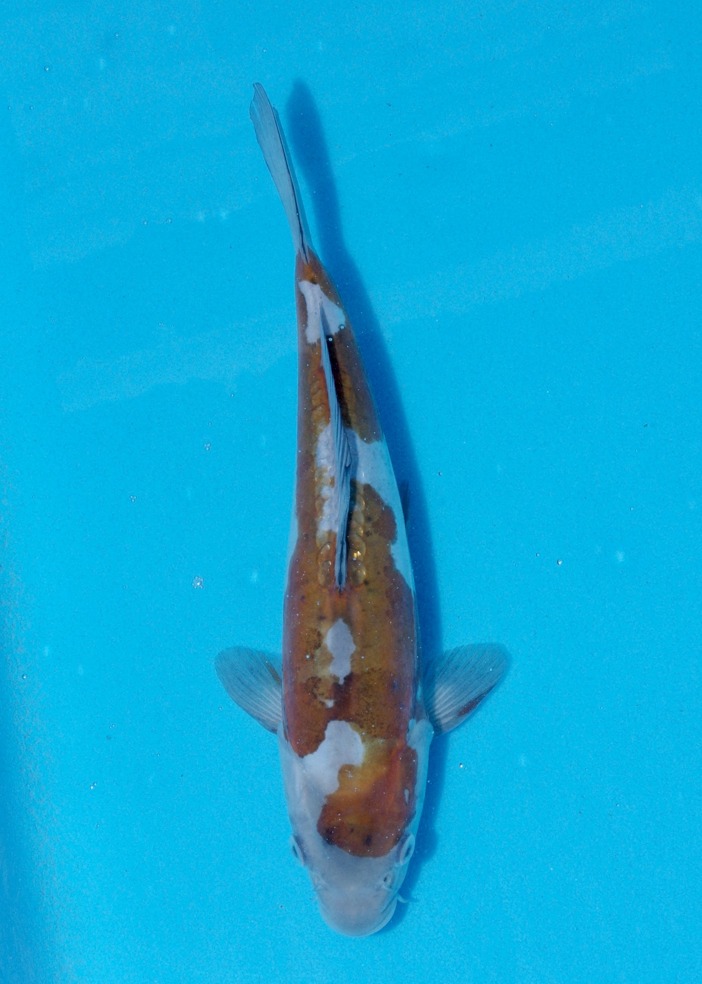 26cm Doitsu Ochiba (Byer Koi Farm) REF - JUN08