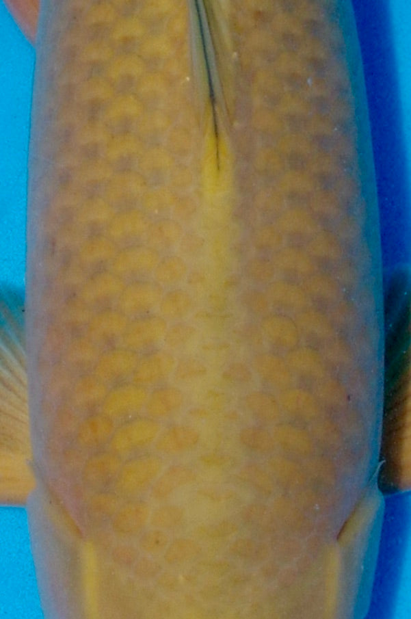 48cm Chagoi (BKF) REF - JUN65