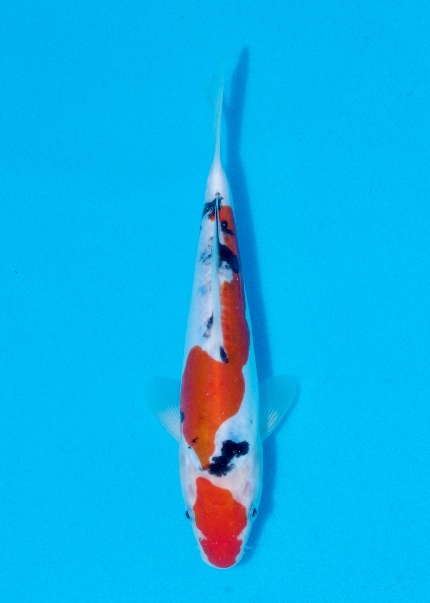 22cm Doitsu Sanke (Shinoda) REF - AUG100