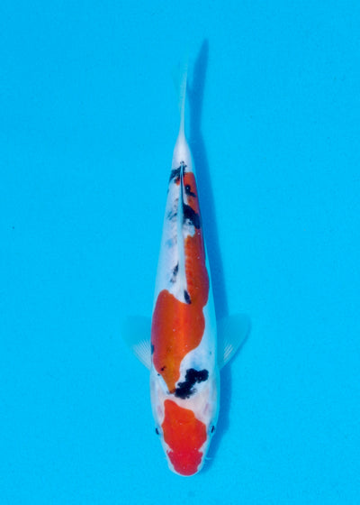 22cm Doitsu Sanke (Shinoda) REF - AUG100