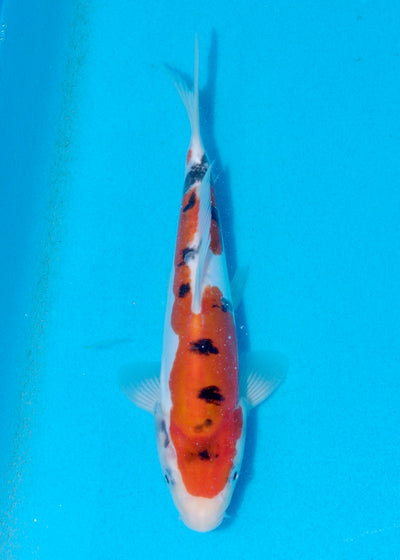 23cm Doitsu Sanke (Shinoda) REF - AUG101