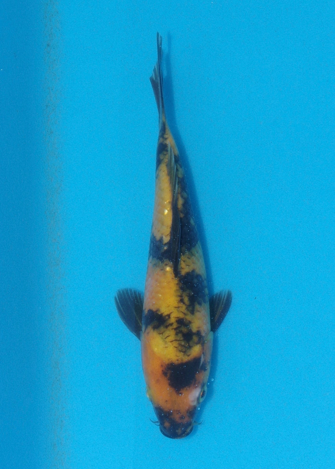 23cm Ki Utsuri (Byer Koi Farm) REF - AUG050