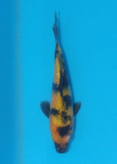 23cm Ki Utsuri (Byer Koi Farm) REF - AUG050