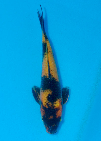 26cm Ki Utsuri (Byer Koi Farm) REF - AUG051