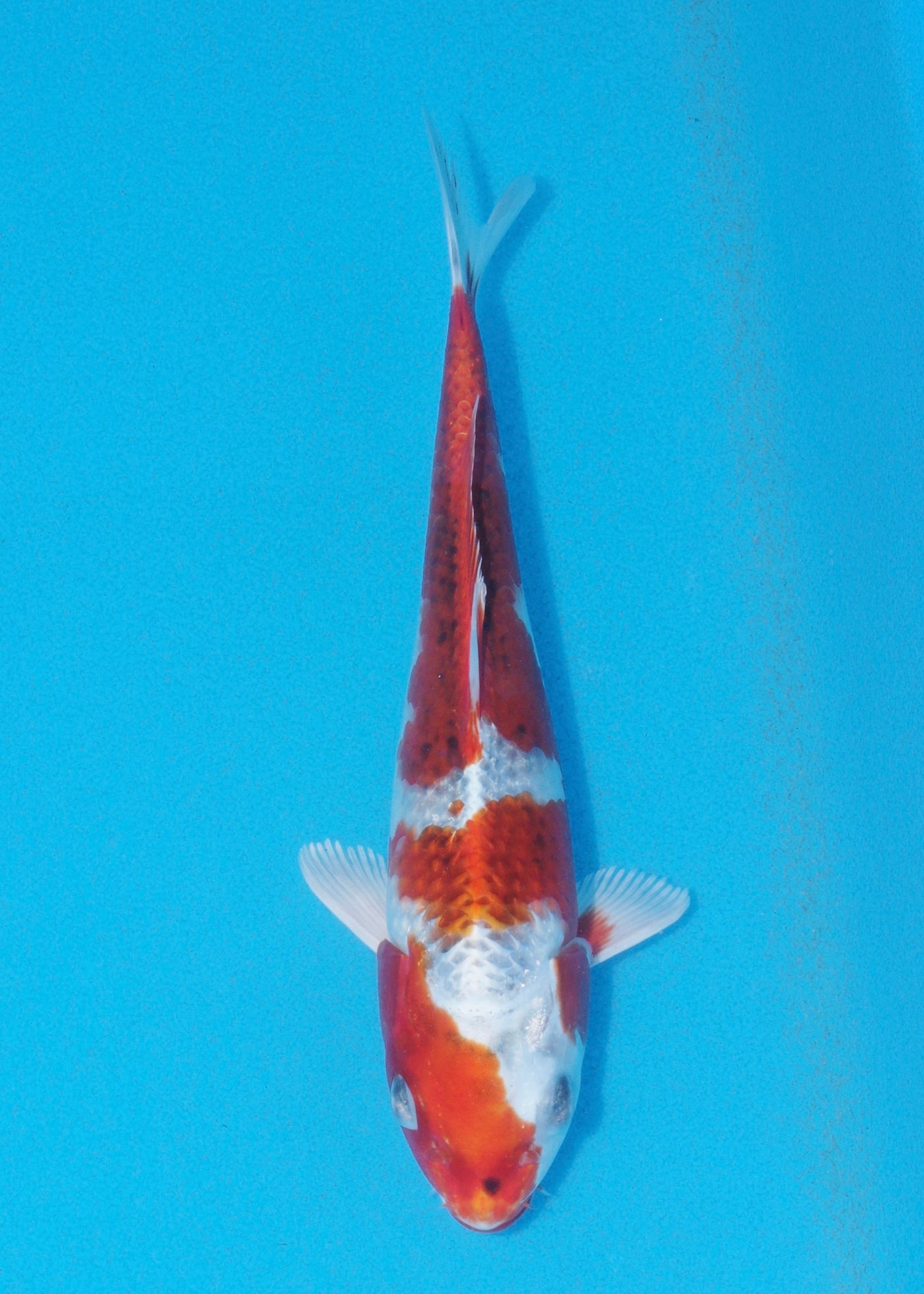 22cm Kujaku (Marusei) REF - AUG052