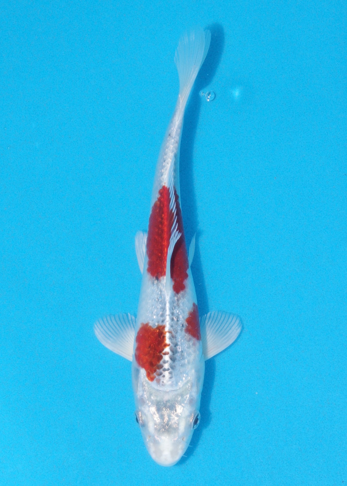 23cm Kujaku (Marusei) REF - AUG053