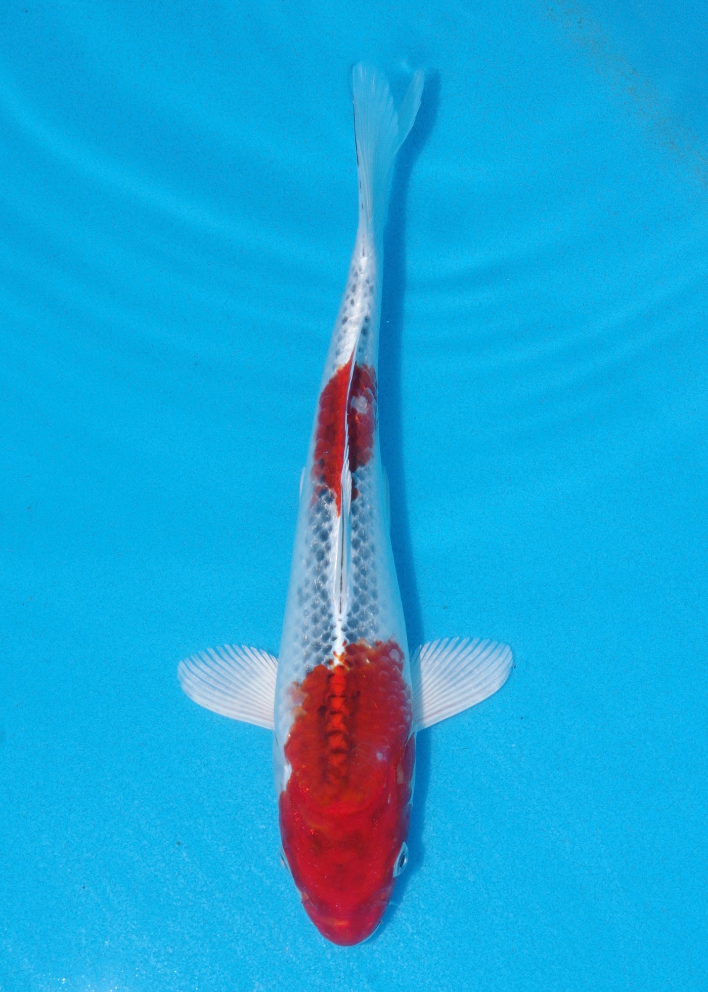 27cm Kujaku (Marusei) REF - AUG056