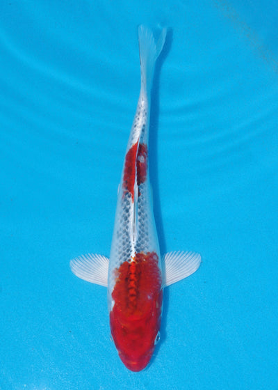 27cm Kujaku (Marusei) REF - AUG056