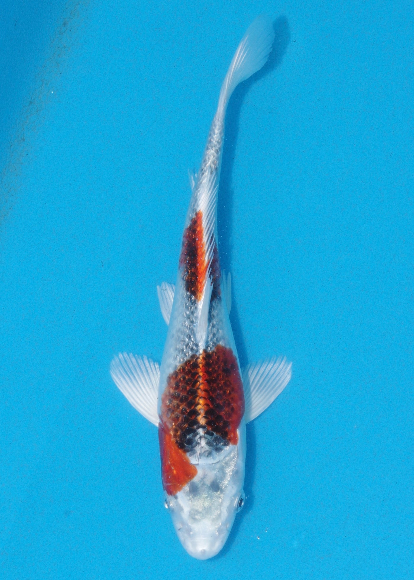 23cm Kujaku (Marusei) REF - AUG059