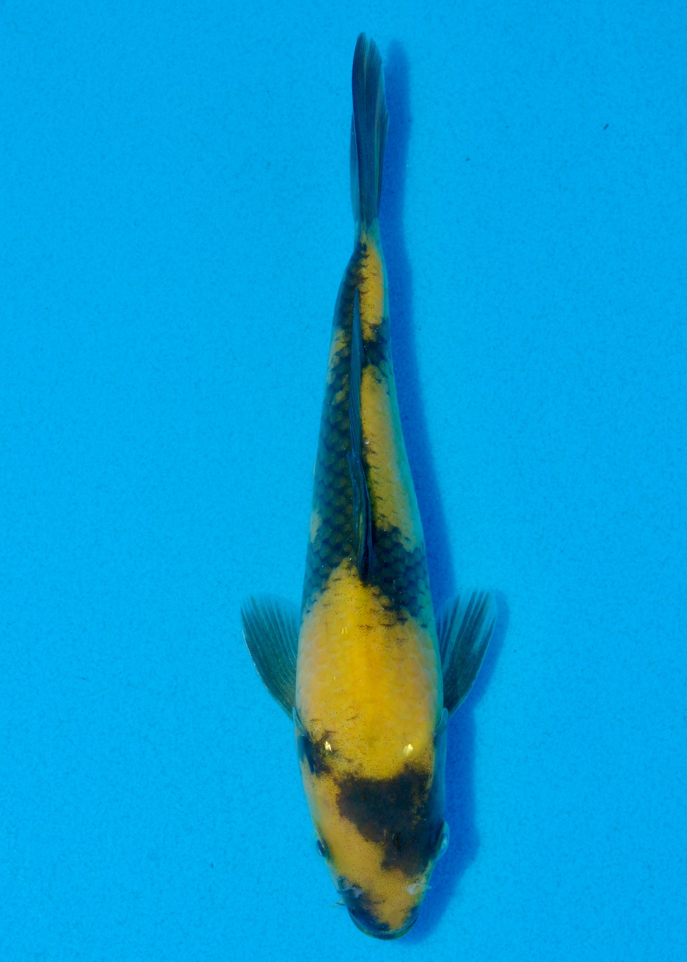 21cm Ki Utsuri (Byer Koi Farm) REF - AUG041