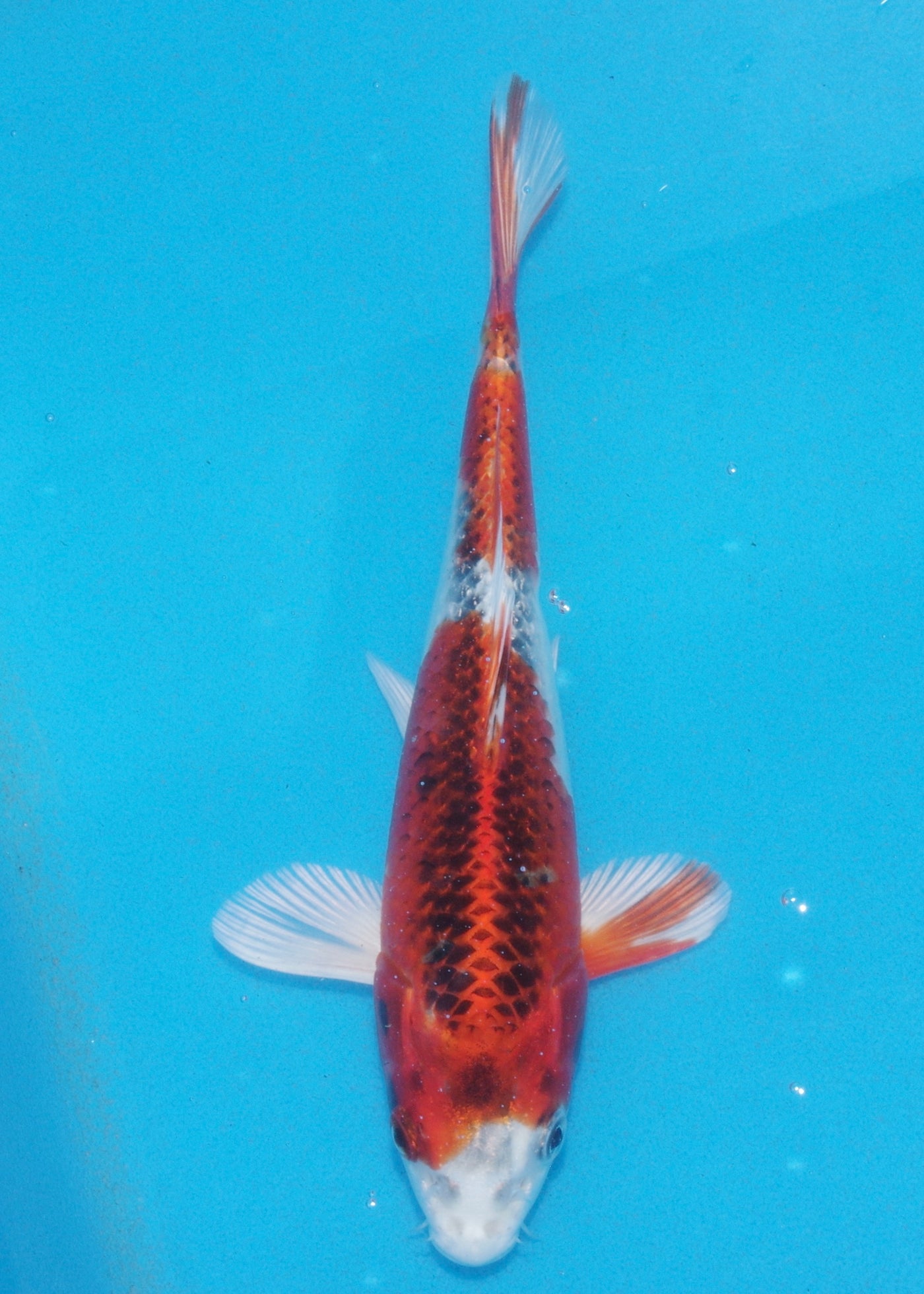 23cm Kujaku (Marusei) REF - AUG062