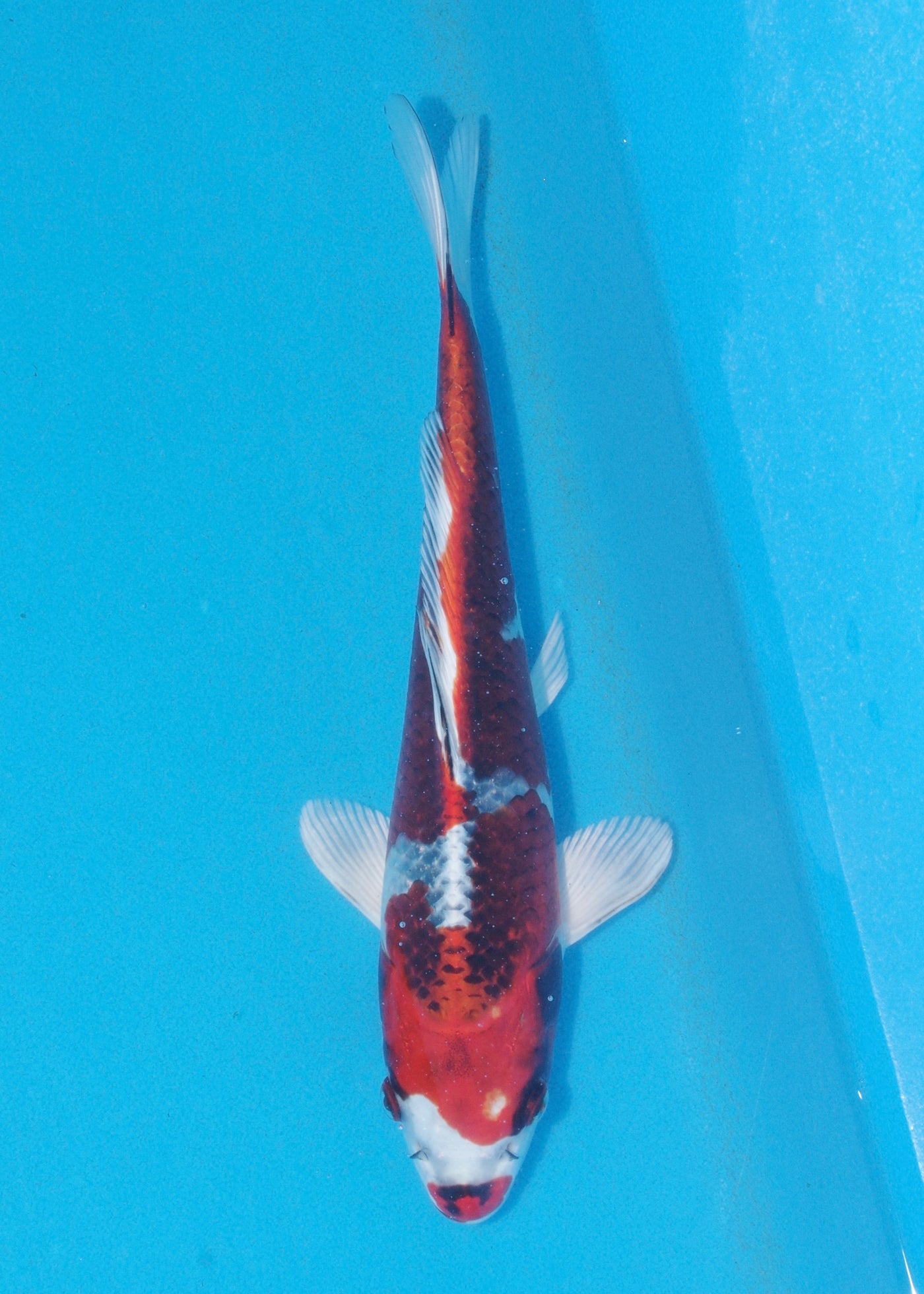 28cm Kujaku (Marusei) REF - AUG063