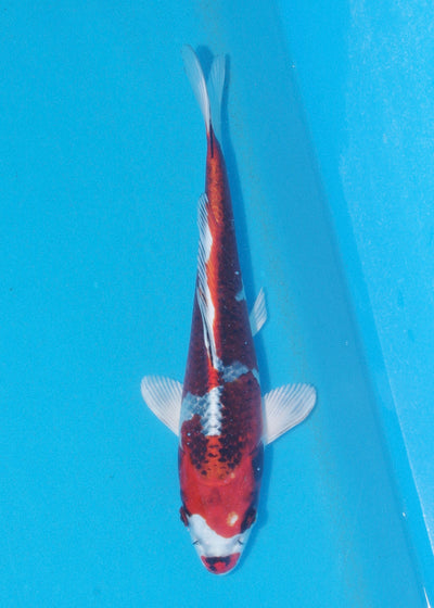 28cm Kujaku (Marusei) REF - AUG063