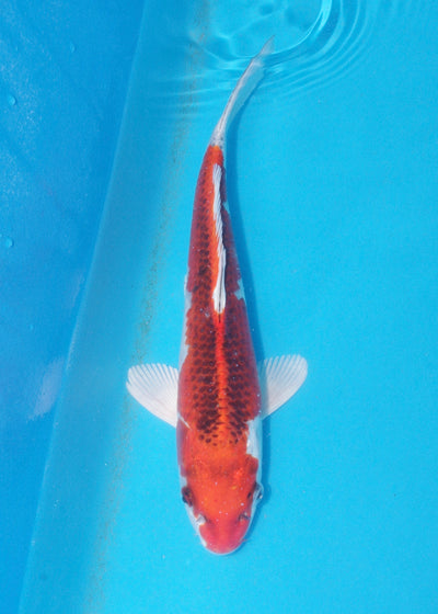 31cm Kujaku (Marusei) REF - AUG064