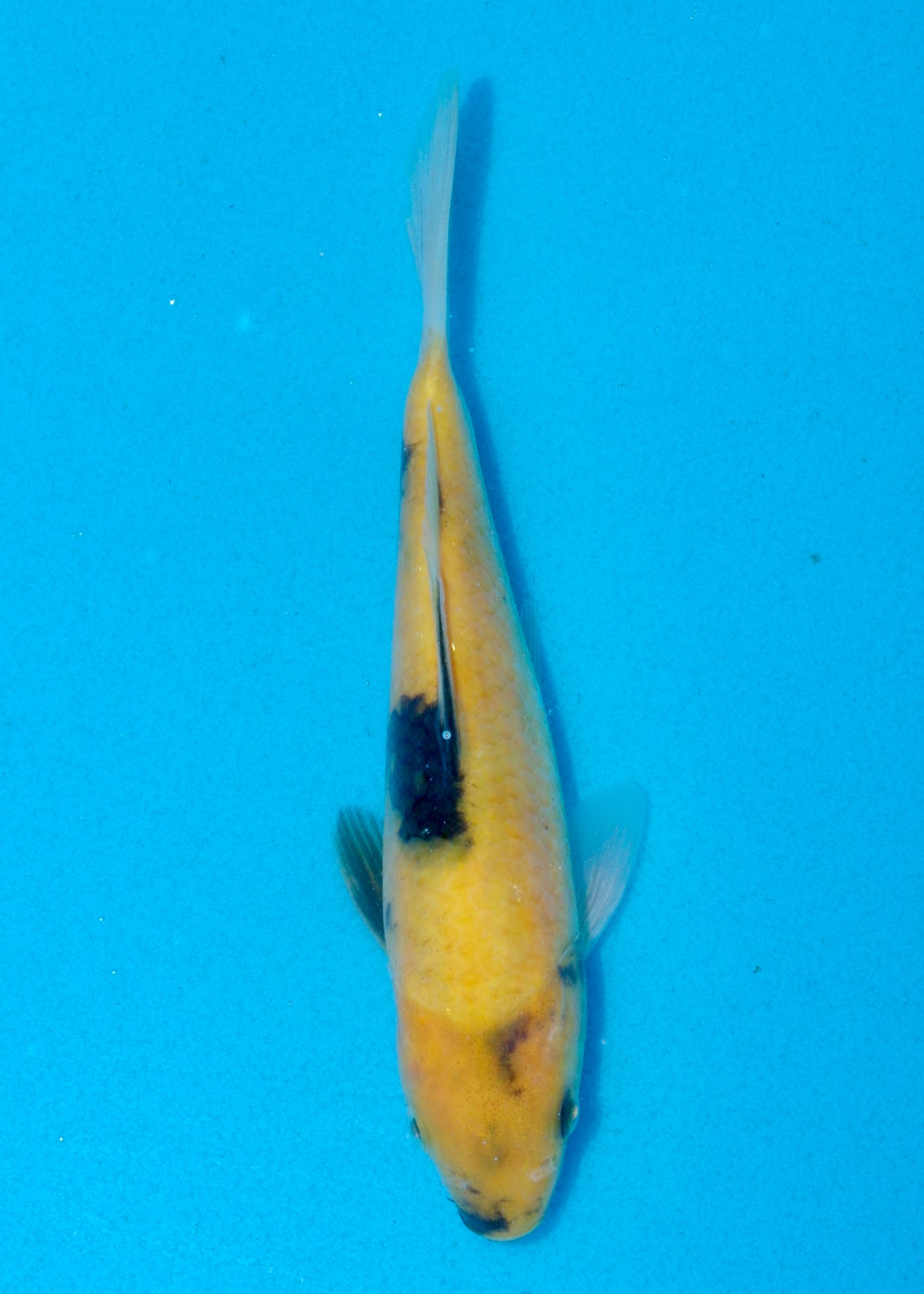 20.5cm Ki Utsuri (Byer Koi Farm) REF - AUG068