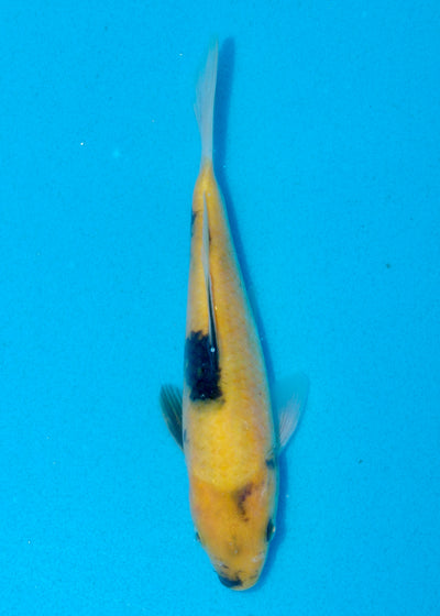 20.5cm Ki Utsuri (Byer Koi Farm) REF - AUG068