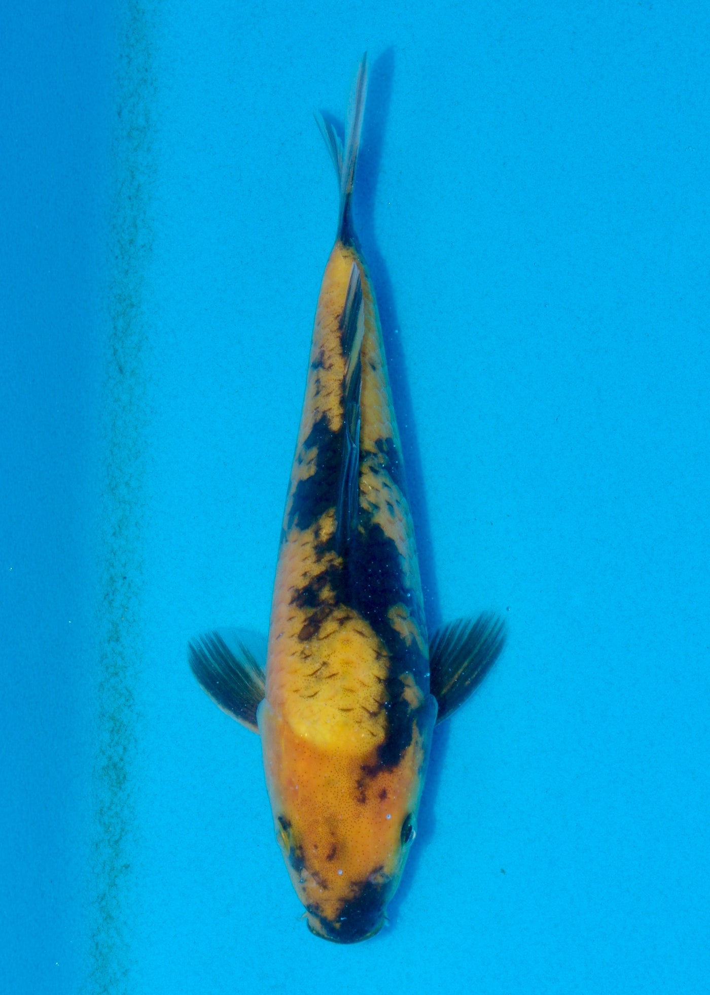 23cm Ki Utsuri (Byer Koi Farm) REF - AUG042