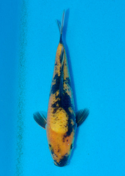 23cm Ki Utsuri (Byer Koi Farm) REF - AUG042