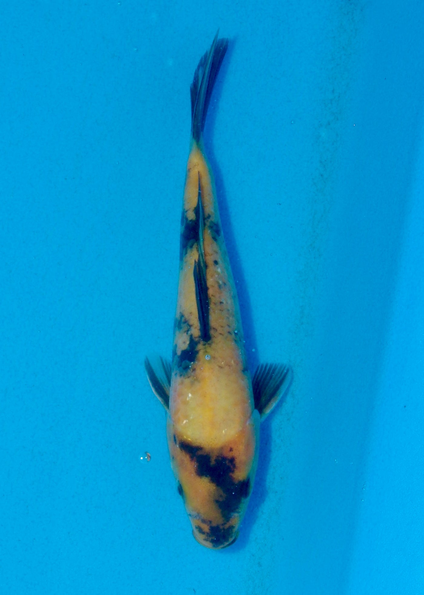 20.5cm Ki Utsuri (Byer Koi Farm) REF - AUG070