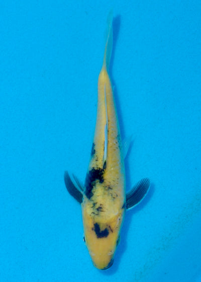 19cm Ki Utsuri (Byer Koi Farm) REF - AUG071