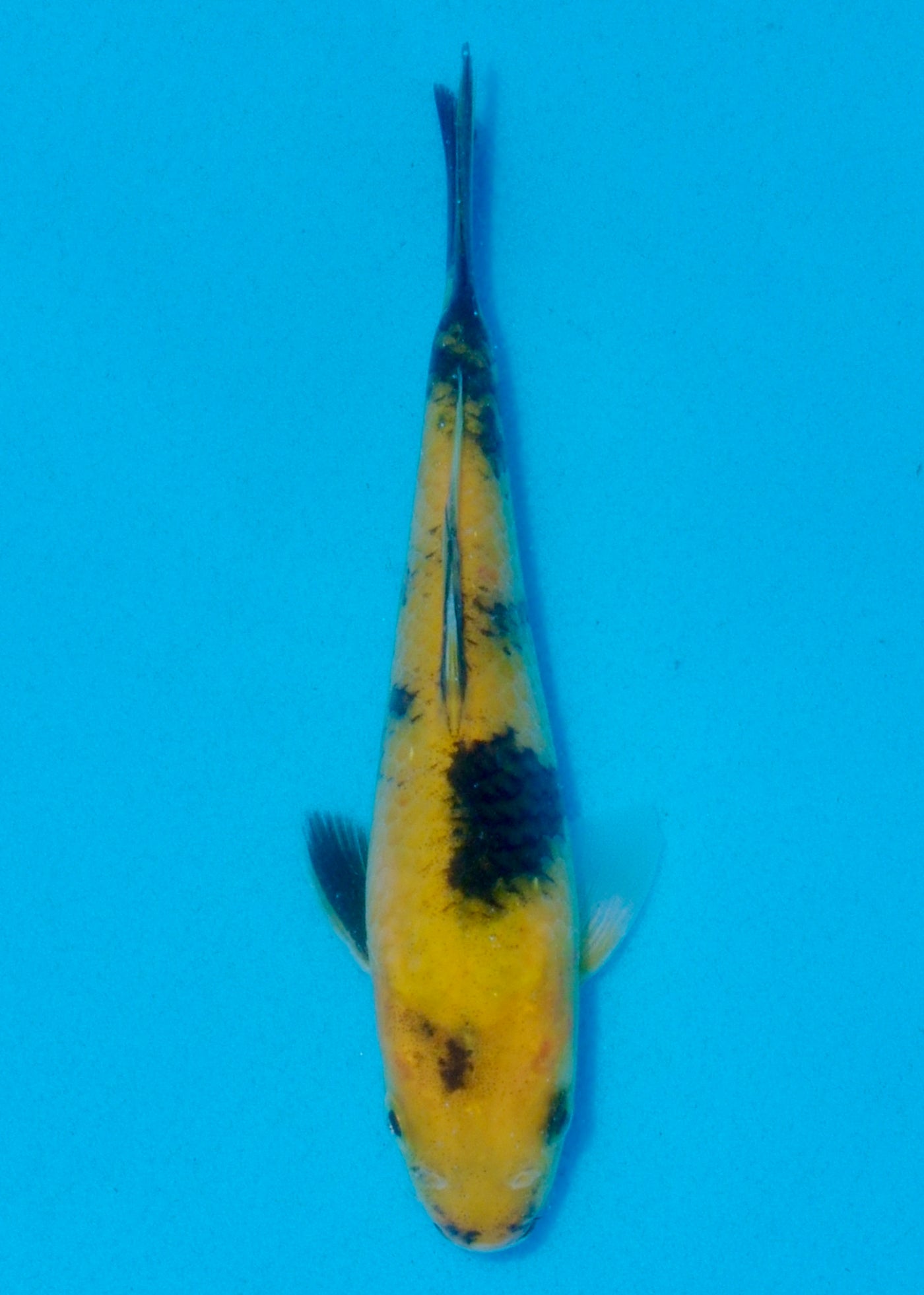 19cm Ki Utsuri (Byer Koi Farm) REF - AUG073