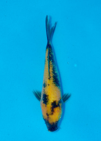 22cm Ki Utsuri (Byer Koi Farm) REF - AUG074