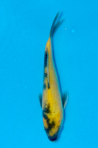 22cm Ki Utsuri (Byer Koi Farm) REF - AUG075