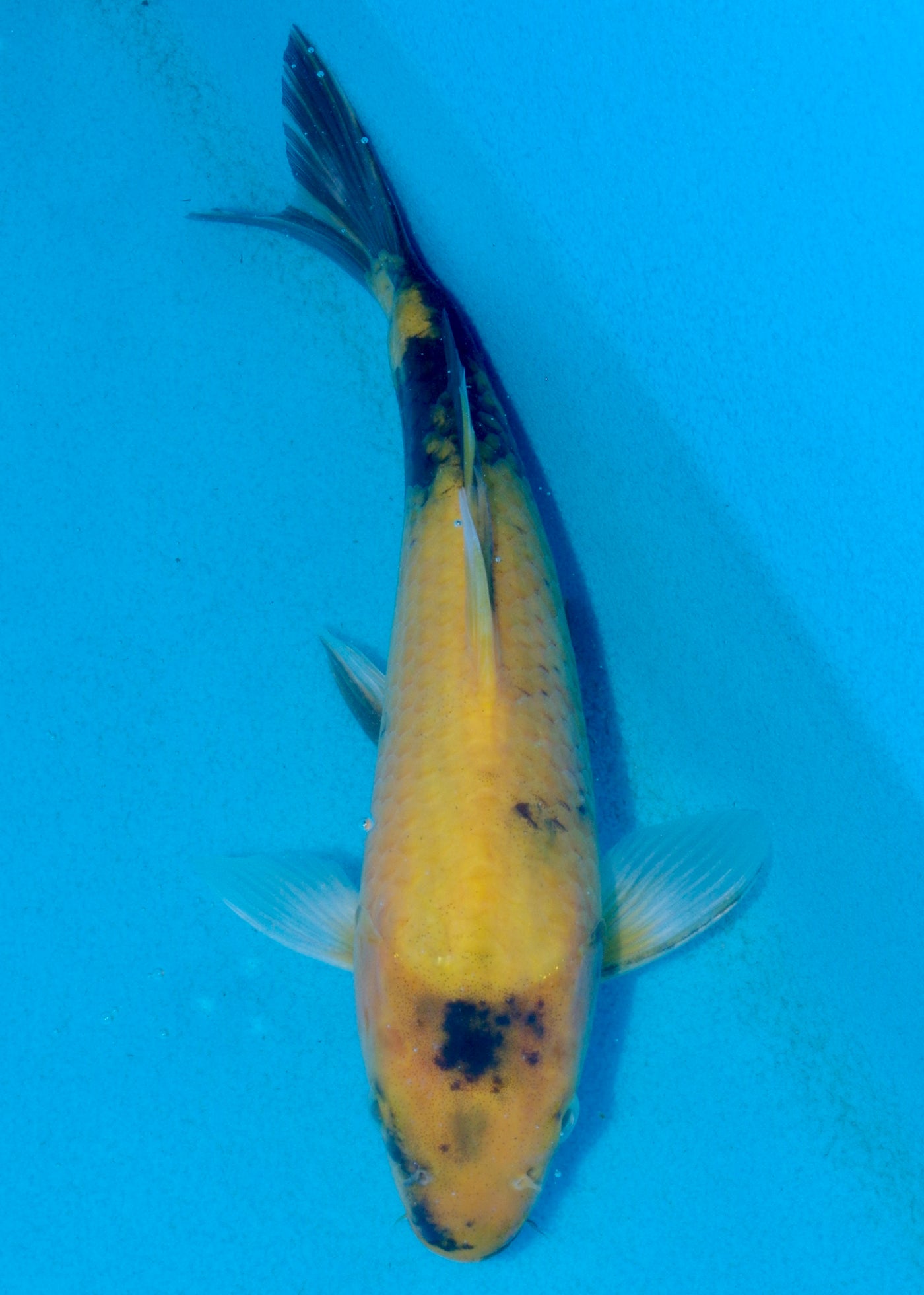 24cm Ki Utsuri (Byer Koi Farm) REF - AUG076